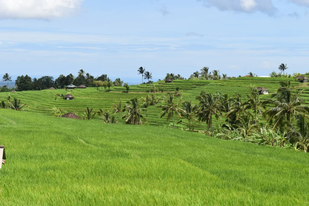 المنظر من The Rustic Bali في جاتيلويه، بالي